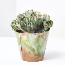EUPHORBIA LACTEA CRESTATA WHITE GHOST M-6.5