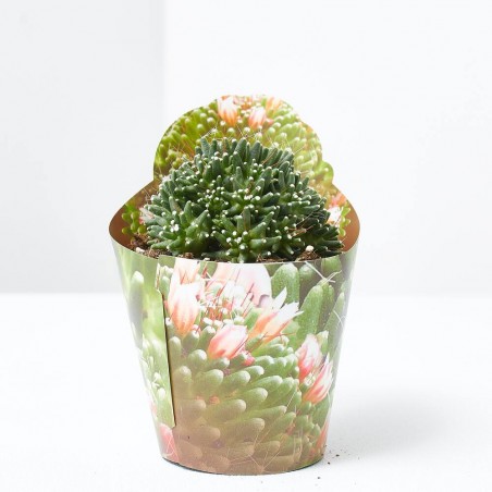MAMMILLARIA CV. CATERPINCY M-6.5