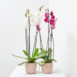 PHALAENOPSIS TOP 3 TALLOS MACETA 12CM