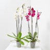 PHALAENOPSIS TOP 3 TALLOS MACETA 12CM