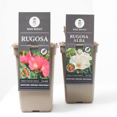 ROSAL RUGOSA
