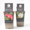 ROSAL RUGOSA