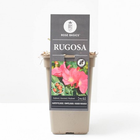 ROSAL RUGOSA