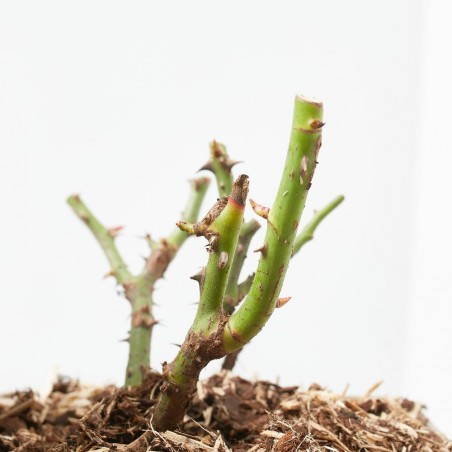 ROSAL PERSICA