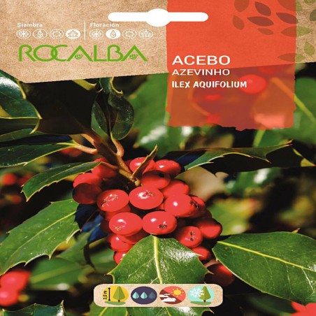SEMILLAS ACEBO