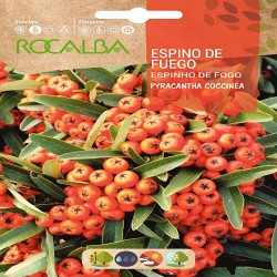 SEMILLAS ESPINO DE FUEGO