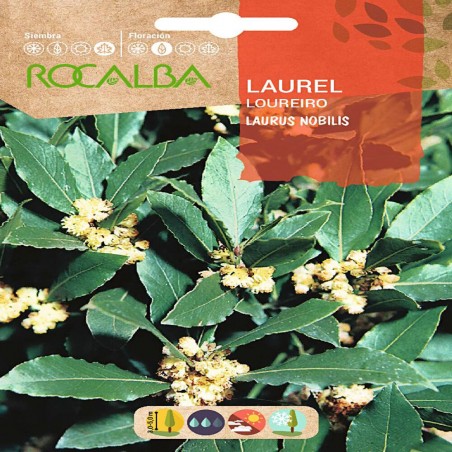 SEMILLAS LAUREL