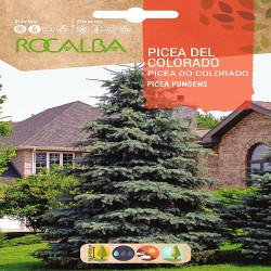 SEMILLAS PICEA DEL COLORADO