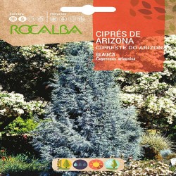 SEMILLAS CIPRÉS DE ARIZONA