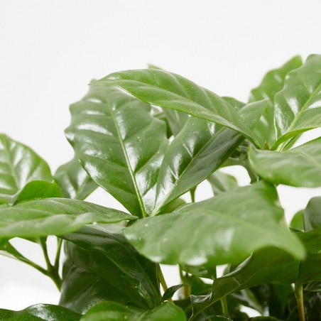 ARREGLO PLANTA CAFÉ M-19 CON TAZA