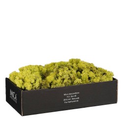 MUSGO VERDE CLARO 500GR