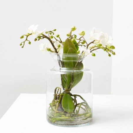 ORQUÍDEA PHALAENOPSIS KOLIBRI EN JARRÓN 16CM