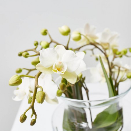 ORQUÍDEA PHALAENOPSIS KOLIBRI EN JARRÓN 16CM