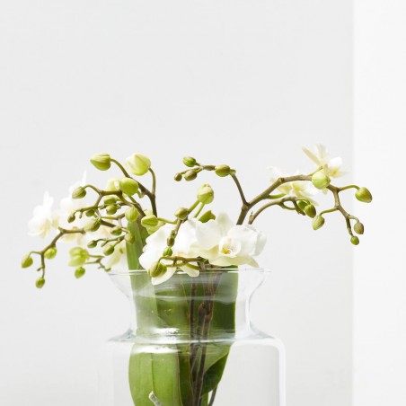 ORQUÍDEA PHALAENOPSIS KOLIBRI EN JARRÓN 16CM