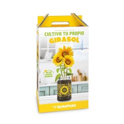 KIT CULTIVO GIRASOL
