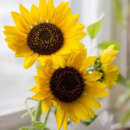 KIT CULTIVO GIRASOL