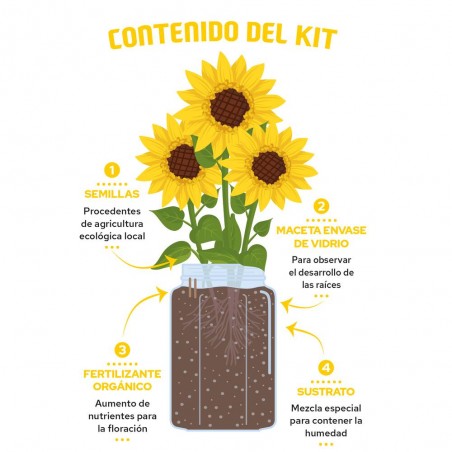 KIT CULTIVO GIRASOL