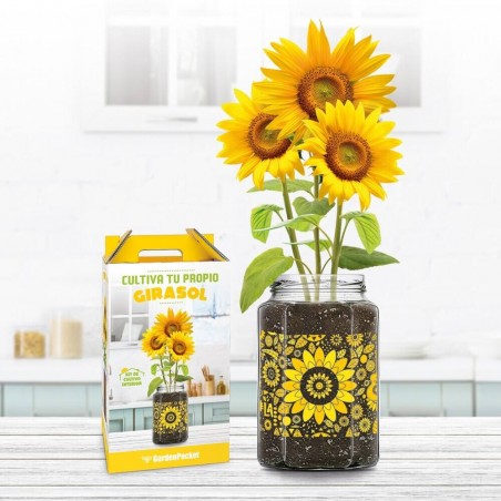 KIT CULTIVO GIRASOL