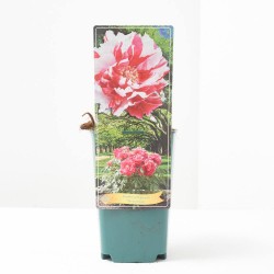 PEONIA M-14 BICOLOR