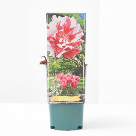 PEONIA M-14 BICOLOR