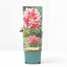 PEONIA M-14 BICOLOR
