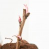 PEONIA M-14 BICOLOR