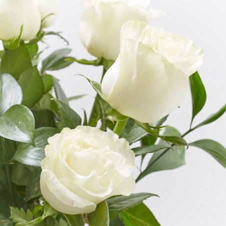 RAMO VENECIA