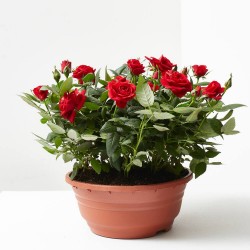 ROSAL ROJO KORDANA MACETA 21CM