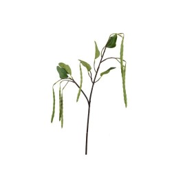 PHASELUS 70CM TALLO