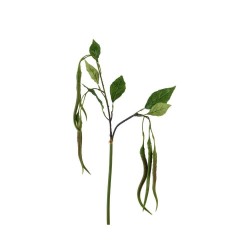 PHASELUS 83CM TALLO