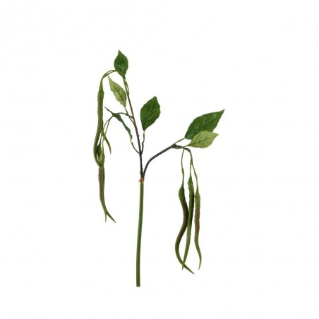 PHASELUS 83CM TALLO
