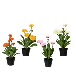 CHRYSANTHEMUM EN MACETA 4COL ASS H30.00CM