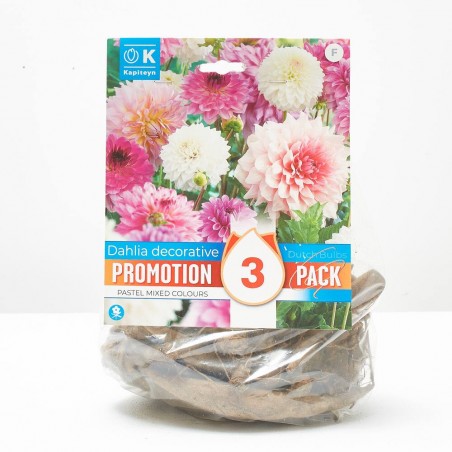 DAHLIA PASTEL MIX PROMO X3