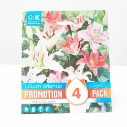 LILIUM ORIENTAL PROMO X4