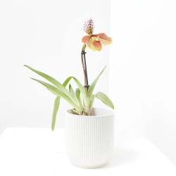 PAPHIOPEDILUM M-12 USA HYBRIDE 1TALLO FLORAL