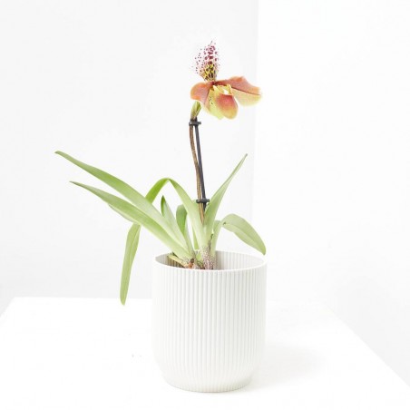 PAPHIOPEDILUM M-12 USA HYBRIDE 1TALLO FLORAL