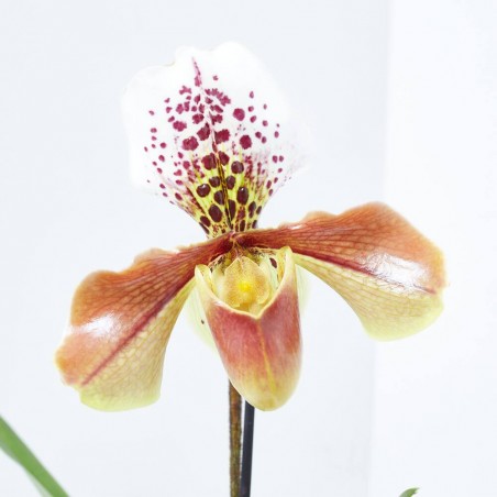PAPHIOPEDILUM M-12 USA HYBRIDE 1TALLO FLORAL