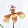 PAPHIOPEDILUM M-12 USA HYBRIDE 1TALLO FLORAL