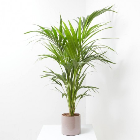 KENTIA MACETA 19CM