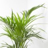 KENTIA MACETA 19CM