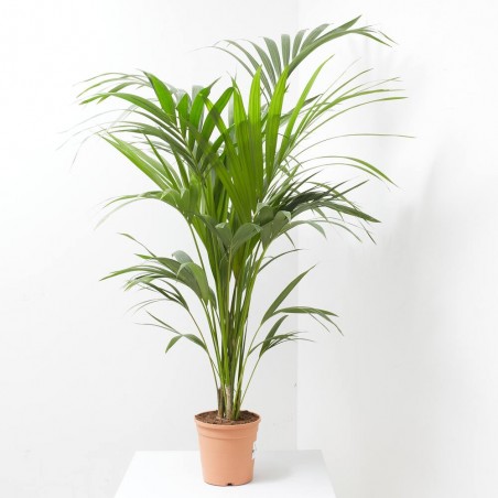 KENTIA MACETA 19CM