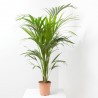 KENTIA MACETA 19CM
