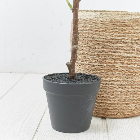 HIGUERA ARTIFICIAL 85CM MACETA