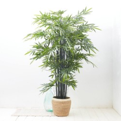 ÁRBOL DE BAMBÚ TALLO NEGRO 2.10M