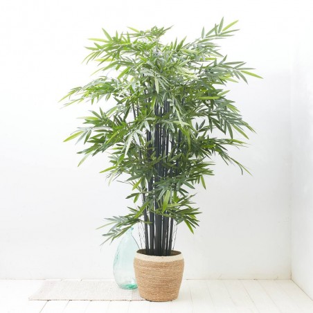 ÁRBOL DE BAMBÚ TALLO NEGRO 2.10M