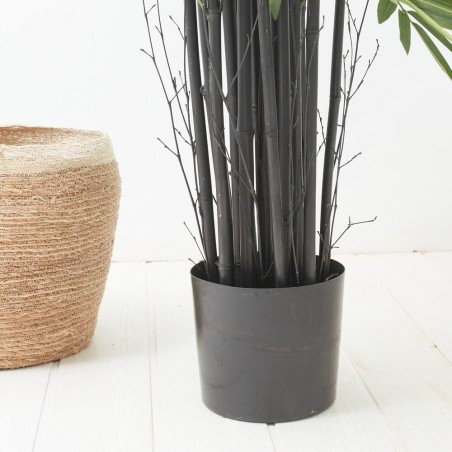 ÁRBOL DE BAMBÚ TALLO NEGRO 2.10M