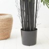 ÁRBOL DE BAMBÚ TALLO NEGRO 2.10M