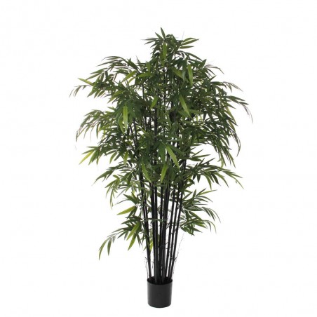 ÁRBOL DE BAMBÚ TALLO NEGRO 2.10M