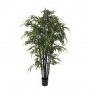 ÁRBOL DE BAMBÚ TALLO NEGRO 2.10M