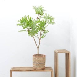 HIGUERA ARTIFICIAL 112CM MACETA